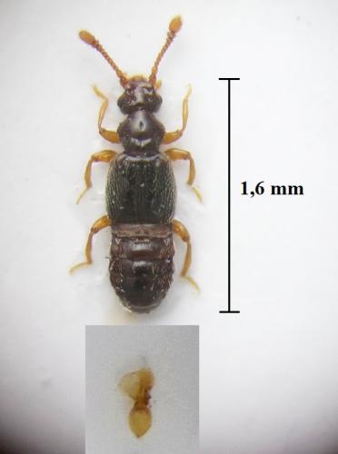 Réf. 245 424 : Euplectus piceus piceus